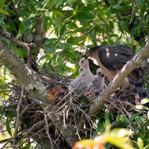 Coopers Hawk family