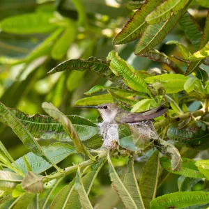 Hummingbird in nest