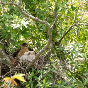 Coopers Hawk family
