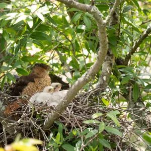 Coopers Hawk family