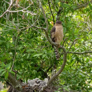 Coopers Hawk family