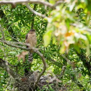 Coopers Hawk family