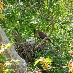 Coopers Hawk family