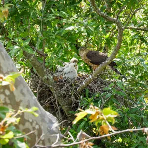 Coopers Hawk family