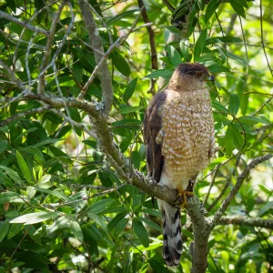 Coopers Hawk