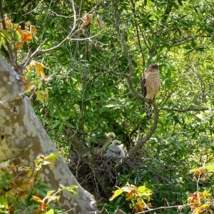 Coopers Hawk family