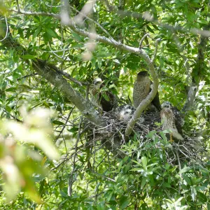 Coopers Hawk family