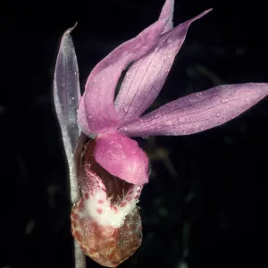 calypso bulbosa occidentalis close