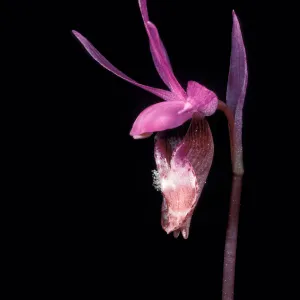 calypso bulbosa occidentalis close2