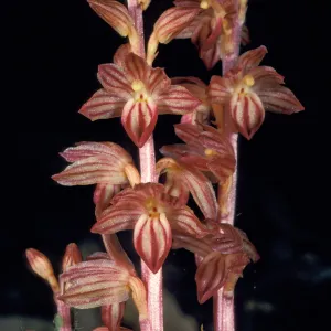 Corallorhiza striata close2