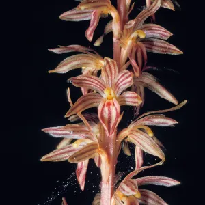 Corallorhiza striata