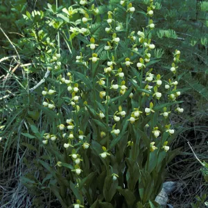 Cypripedium californicum habitat