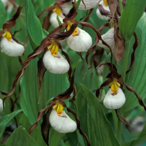 Cypripedium montanum