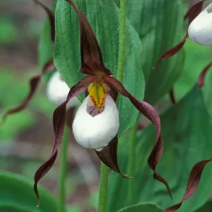 Cypripedium montanum