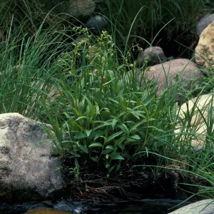 Epipactis gigantea habitat