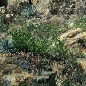 Epipactis gigantea habitat