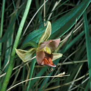 Epipactis gigantea
