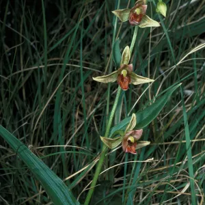 Epipactis gigantea