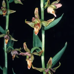 Epipactis gigantea