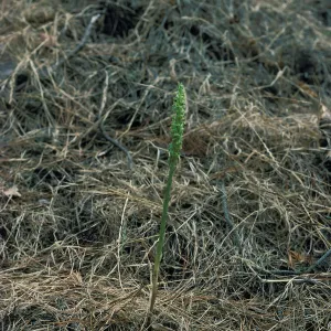 Piperia michaelii