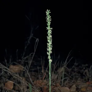 Piperia yadonii