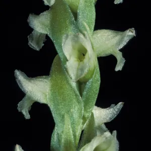 Spiranthes romanzoffiana flower close-up
