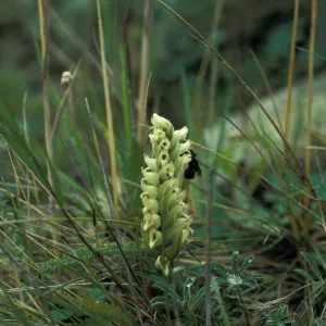 Spiranthes romanzoffiana flower