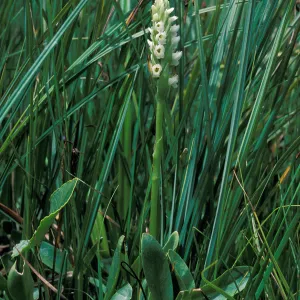 Spiranthes romanzoffiana habitat