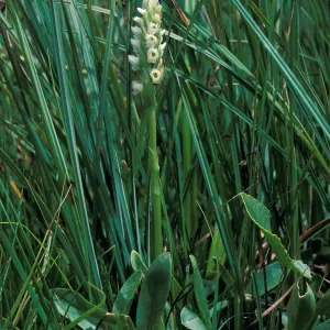 Spiranthes romanzoffiana habitat