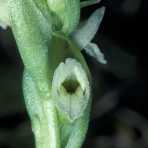 Spiranthes romanzoffiana
