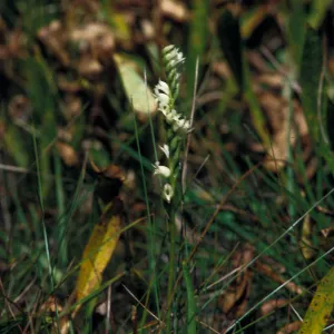 Spiranthes romanzoffiana