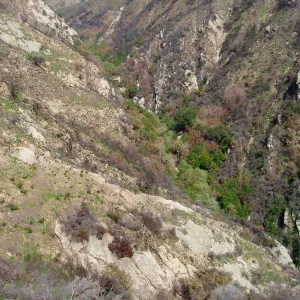 Ellwod Canyon After the Gap Fire, emergent vegetative growth