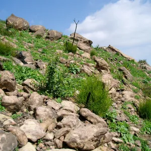 Winchester Canyon After the Gap Fire, emergent vegetative growth