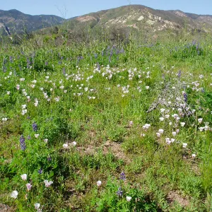 Winchester Canyon After the Gap Fire