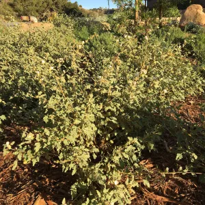 Sphaeralcea â€˜La Luna', Island View Garden