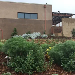 Coreopsis gigantia in front of Pritzlaff Conservation Center