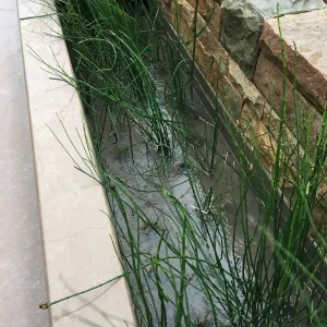 Equisetum in the rill at the Pritzlaff Conservation Center