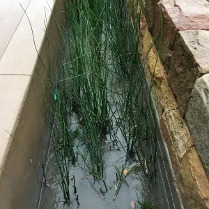 Equisetum in the rill at the PCC
