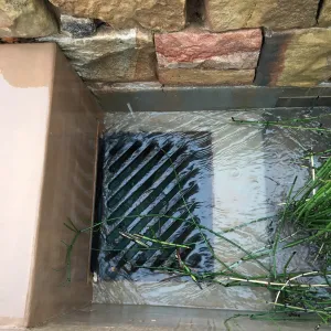 Equisetum in the rill exit at the PCC Island View Garden