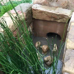 Equisetum in the rill entrance at the PCC Island View Garden