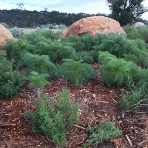 Coreopsis gigantea at PCC Island View Garden