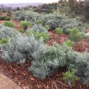 Artemisia nesiotica at PCC Island View Garden