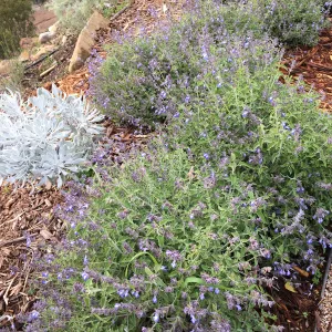 Salvia (Sage) cedrocensis at PCC Island View Garden