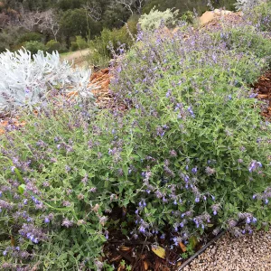 Salvia (Sage) cedrocensis at PCC Island View Garden