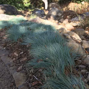 Festuca â€˜Patricks Point' in Home Demonstration Garden
