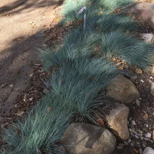 Festuca â€˜Patricks Point' in Home Demonstration Garden