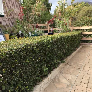 Rhus integrifolia hedge in courtyard