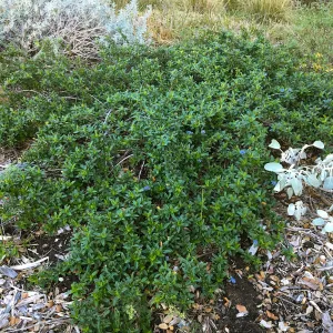 Ceanothus â€˜Joyce Coulter' in groundcover display