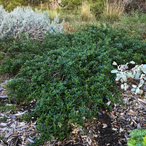 Ceanothus â€˜Joyce Coulter' in groundcover display