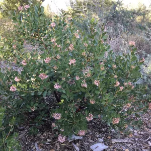 Arctostaphylos insularis PorterTrail A 20-21